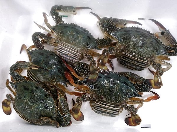 浜名湖ドウマン登場!ガザミ(ササガニ)・タイワンガザミ揃います 浜名湖ドウマン登場!ガザミ(ササガニ)・タイワンガザミ揃います