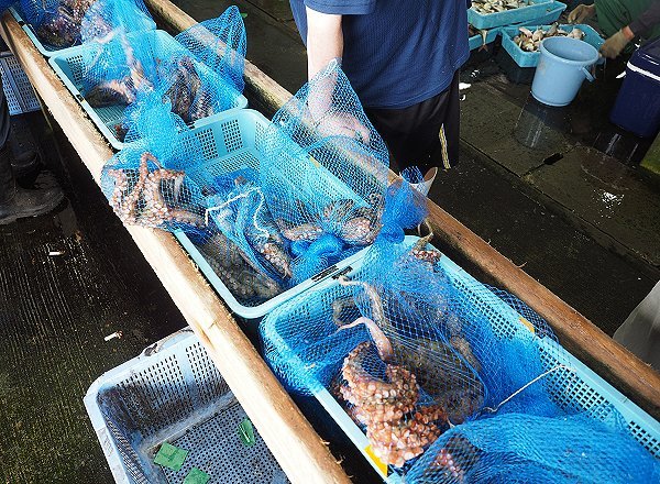 浜名湖鷲津市場マダコ豊漁、シンコ・ワタリガニ・ドウマン・クロダイ 浜名湖鷲津市場マダコ豊漁、シンコ・ワタリガニ・ドウマン・クロダイ