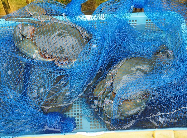 浜名湖鷲津市場マダコ豊漁、シンコ・ワタリガニ・ドウマン・クロダイ 浜名湖鷲津市場マダコ豊漁、シンコ・ワタリガニ・ドウマン・クロダイ