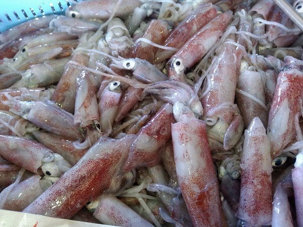 舞阪漁港の活マアジ、ヒイカ始まる、土日はシラス漁・タチアジ漁休漁 舞阪漁港の活マアジ、ヒイカ始まる、土日はシラス漁・タチアジ漁休漁