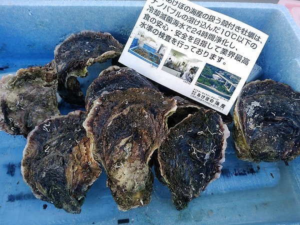 海老仙の旬貝 岩手のイシカゲガイ、仙鳳趾生牡蠣、愛媛の岩牡蠣、愛知のタイラギ 海老仙の旬貝 岩手のイシカゲガイ、仙鳳趾生牡蠣、愛媛の岩牡蠣、愛知のタイラギ