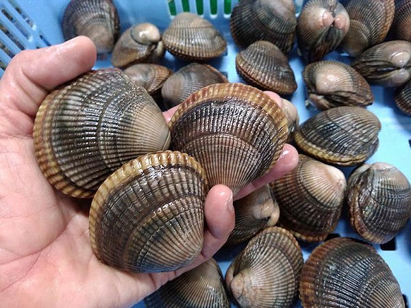 海老仙の旬貝 岩手のイシカゲガイ、仙鳳趾生牡蠣、愛媛の岩牡蠣、愛知のタイラギ 海老仙の旬貝 岩手のイシカゲガイ、仙鳳趾生牡蠣、愛媛の岩牡蠣、愛知のタイラギ