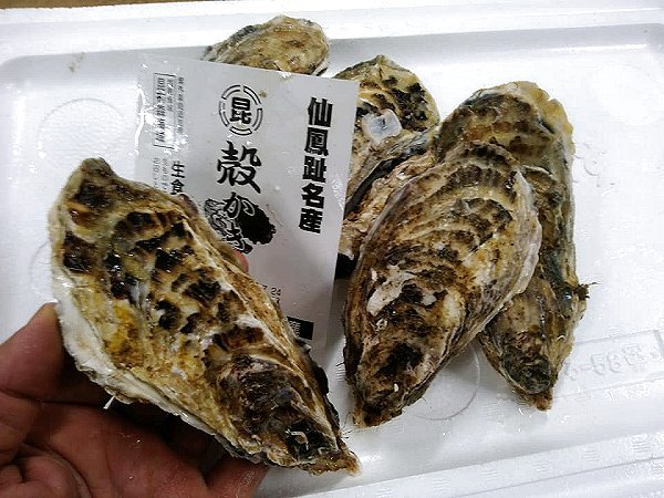 海老仙の夏牡蠣!北海道仙鳳趾の殻付き生牡蠣、愛媛のナノバブル殺菌の岩ガキあります 海老仙の夏牡蠣!北海道仙鳳趾の殻付き生牡蠣、愛媛のナノバブル殺菌の岩ガキあります