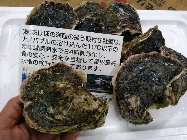 海老仙の夏牡蠣!北海道仙鳳趾の殻付き生牡蠣、愛媛のナノバブル殺菌の岩ガキあります 海老仙の夏牡蠣!北海道仙鳳趾の殻付き生牡蠣、愛媛のナノバブル殺菌の岩ガキあります