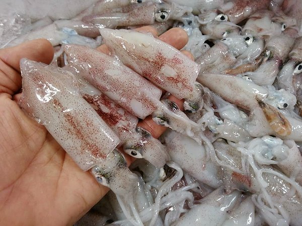 海老仙生け簀で休ませた舞阪漁港活マダイ・活マアジ神経抜き、アマダイ・ヒイカ・カマス・マサバ 海老仙生け簀で休ませた舞阪漁港活マダイ・活マアジ神経抜き、アマダイ・ヒイカ・カマス・マサバ