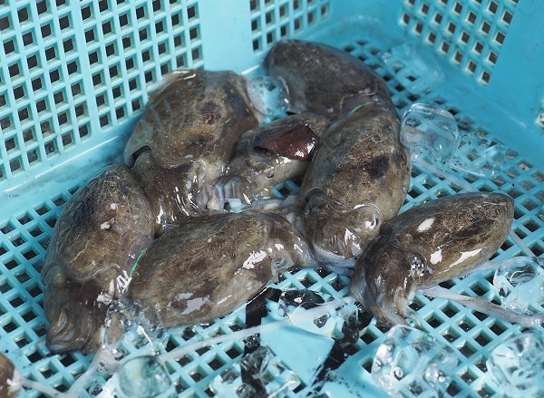 浜名湖は新イカの季節始まる モンコウイカの稚イカ登場 浜名湖は新イカの季節始まる モンコウイカの稚イカ登場
