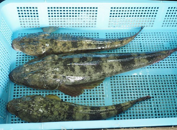 浜名湖鷲津市場ワタリガニ揃う、活マゴチ・カンパチ、マダコ数揚っています 浜名湖鷲津市場ワタリガニ揃う、活マゴチ・カンパチ、マダコ数揚っています