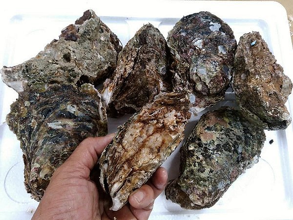 仙鳳趾昆布森殻付き生牡蠣、愛媛の岩牡蠣、浜名湖ドウマン数揃っています 仙鳳趾昆布森殻付き生牡蠣、愛媛の岩牡蠣、浜名湖ドウマン数揃っています