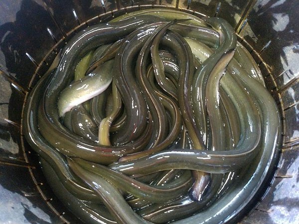 浜名湖ドウマン水揚げ増える 秋エビのアカアシエビ、タイワンガザミ、天然ウナギ 浜名湖ドウマン水揚げ増える 秋エビのアカアシエビ、タイワンガザミ、天然ウナギ