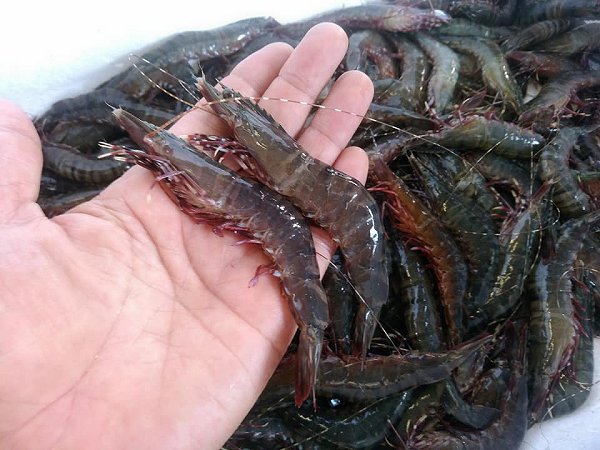 浜名湖ドウマン水揚げ増える 秋エビのアカアシエビ、タイワンガザミ、天然ウナギ 浜名湖ドウマン水揚げ増える 秋エビのアカアシエビ、タイワンガザミ、天然ウナギ