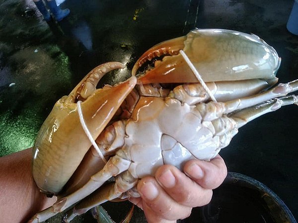 浜名湖ドウマン水揚げ増える 秋エビのアカアシエビ、タイワンガザミ、天然ウナギ 浜名湖ドウマン水揚げ増える 秋エビのアカアシエビ、タイワンガザミ、天然ウナギ
