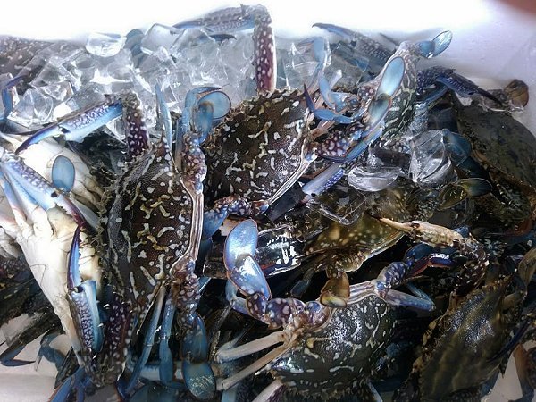 浜名湖ドウマン水揚げ増える 秋エビのアカアシエビ、タイワンガザミ、天然ウナギ 浜名湖ドウマン水揚げ増える 秋エビのアカアシエビ、タイワンガザミ、天然ウナギ