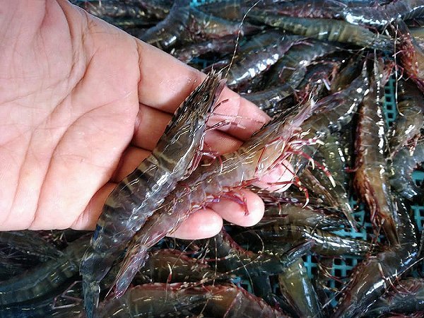 浜名湖雄踏市場のアカアシエビ、ガザミ・タイワンガザミ・浜名湖ドウマン豊か、セイゴ 浜名湖雄踏市場のアカアシエビ、ガザミ・タイワンガザミ・浜名湖ドウマン豊か、セイゴ