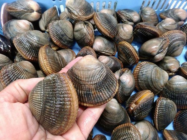 金洲日戻り地キンメ、浜締めカンパチ、開きアナゴ、仙鳳趾殻付き牡蠣、岩手イシカゲ貝揃います 金洲日戻り地キンメ、浜締めカンパチ、開きアナゴ、仙鳳趾殻付き牡蠣、岩手イシカゲ貝揃います