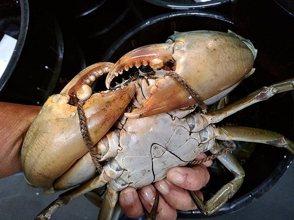 舞阪漁港のアマダイ、活マアジ神経抜き・ヒイカ・マサバ、浜名湖ドウマン揃います 舞阪漁港のアマダイ、活マアジ神経抜き・ヒイカ・マサバ、浜名湖ドウマン揃います