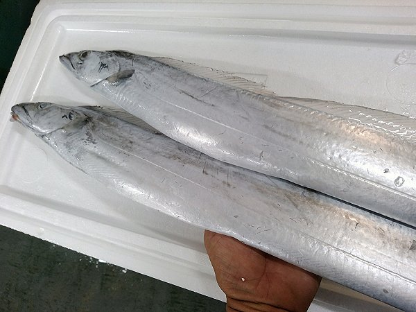 釣りスマカツオ、タチウオ、浜締めマハタ・キハタ、イサキ揃います 釣りスマカツオ、タチウオ、浜締めマハタ・キハタ、イサキ揃います