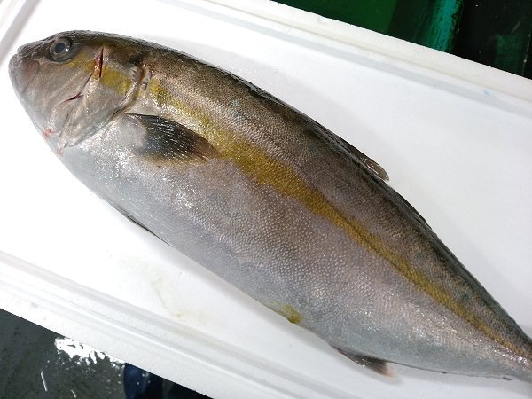 金洲日戻り地キンメ、浜締めカンパチ、開きアナゴ、仙鳳趾殻付き牡蠣、岩手イシカゲ貝揃います 金洲日戻り地キンメ、浜締めカンパチ、開きアナゴ、仙鳳趾殻付き牡蠣、岩手イシカゲ貝揃います