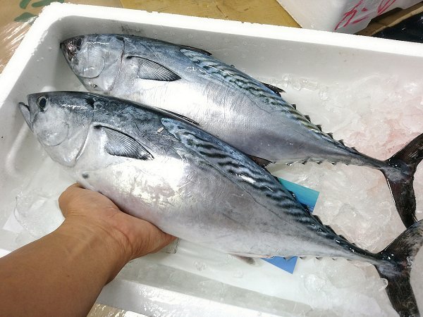 釣りスマカツオ、タチウオ、浜締めマハタ・キハタ、イサキ揃います 釣りスマカツオ、タチウオ、浜締めマハタ・キハタ、イサキ揃います