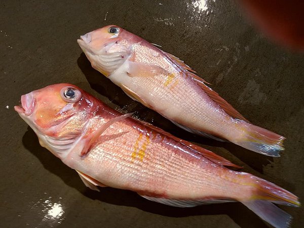 舞阪漁港のアマダイ、活マアジ神経抜き・ヒイカ・マサバ、浜名湖ドウマン揃います 舞阪漁港のアマダイ、活マアジ神経抜き・ヒイカ・マサバ、浜名湖ドウマン揃います