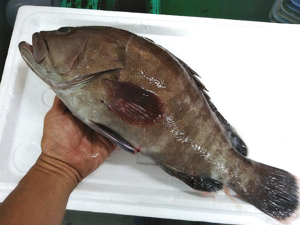 釣りスマカツオ、タチウオ、浜締めマハタ・キハタ、イサキ揃います 釣りスマカツオ、タチウオ、浜締めマハタ・キハタ、イサキ揃います