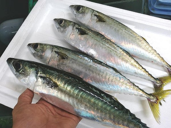 舞阪漁港のアマダイ、活マアジ神経抜き・ヒイカ・マサバ、浜名湖ドウマン揃います 舞阪漁港のアマダイ、活マアジ神経抜き・ヒイカ・マサバ、浜名湖ドウマン揃います