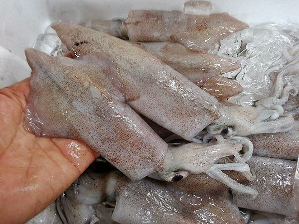 舞阪漁港のアマダイ、活マアジ神経抜き・ヒイカ・マサバ、浜名湖ドウマン揃います 舞阪漁港のアマダイ、活マアジ神経抜き・ヒイカ・マサバ、浜名湖ドウマン揃います