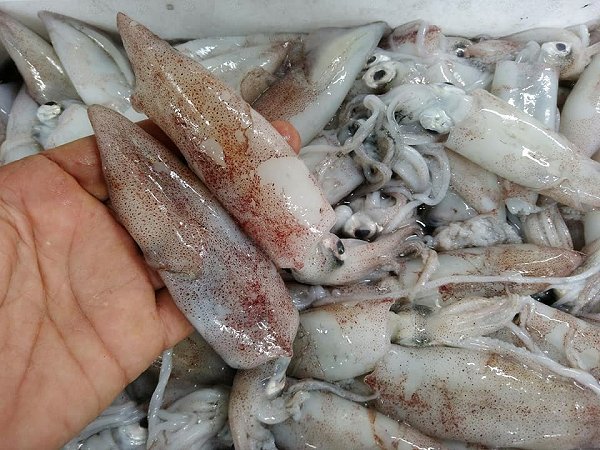 舞阪漁港のアマダイ、活マアジ神経抜き・ヒイカ・マサバ、浜名湖ドウマン揃います 舞阪漁港のアマダイ、活マアジ神経抜き・ヒイカ・マサバ、浜名湖ドウマン揃います