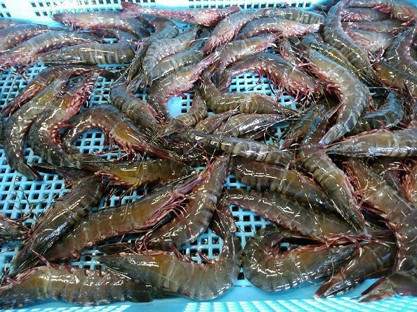 浜名湖雄踏市場のアカアシエビ、ガザミ・タイワンガザミ・浜名湖ドウマン豊か、セイゴ 浜名湖雄踏市場のアカアシエビ、ガザミ・タイワンガザミ・浜名湖ドウマン豊か、セイゴ
