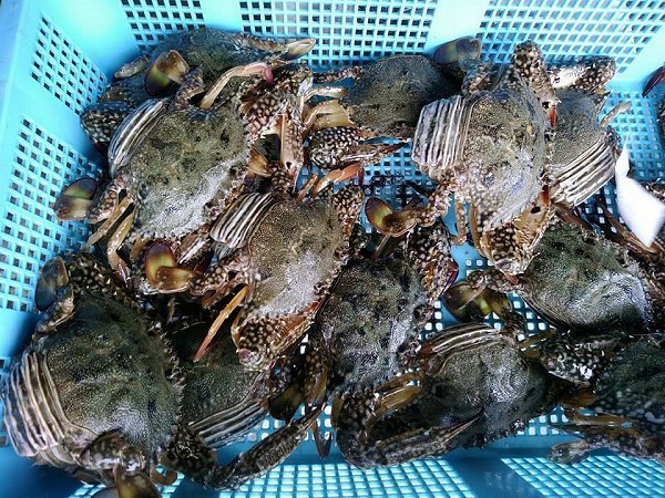 浜名湖雄踏市場のアカアシエビ、ガザミ・タイワンガザミ・浜名湖ドウマン豊か、セイゴ 浜名湖雄踏市場のアカアシエビ、ガザミ・タイワンガザミ・浜名湖ドウマン豊か、セイゴ