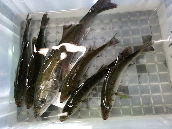 浜名湖雄踏市場のアカアシエビ、ガザミ・タイワンガザミ・浜名湖ドウマン豊か、セイゴ 浜名湖雄踏市場のアカアシエビ、ガザミ・タイワンガザミ・浜名湖ドウマン豊か、セイゴ