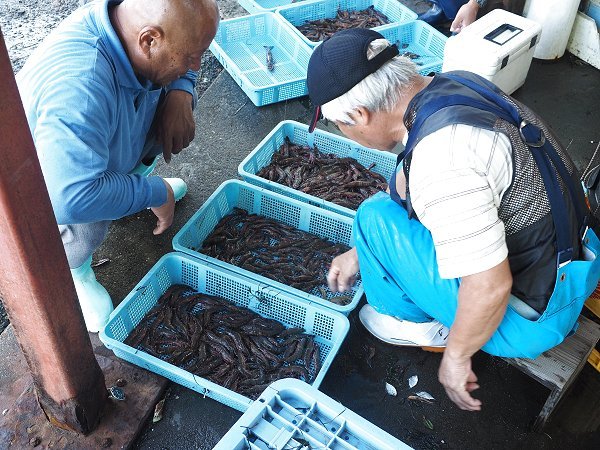 浜名湖アカアシエビ水揚げ増えています!ご注文ください 浜名湖アカアシエビ水揚げ増えています!ご注文ください
