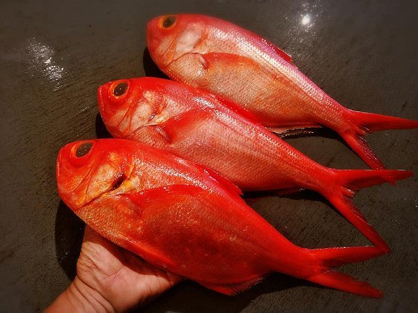 釣りサワラ、活ハモ神経抜き、釣りタチウオ、釣りクロムツ、下田キンメダイ揃います 釣りサワラ、活ハモ神経抜き、釣りタチウオ、釣りクロムツ、下田キンメダイ揃います