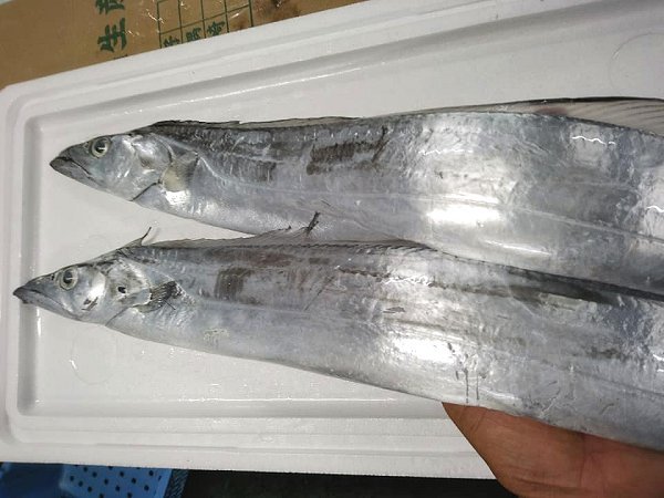 釣りサワラ、活ハモ神経抜き、釣りタチウオ、釣りクロムツ、下田キンメダイ揃います 釣りサワラ、活ハモ神経抜き、釣りタチウオ、釣りクロムツ、下田キンメダイ揃います