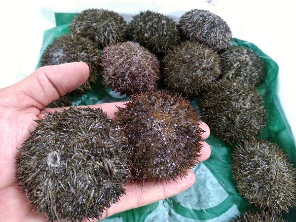 殻付きバフンウニ・大アサリ・仙鳳趾殻付き牡蠣・ボイル剥きシャコ・カナダ産オマール揃います 殻付きバフンウニ・大アサリ・仙鳳趾殻付き牡蠣・ボイル剥きシャコ・カナダ産オマール揃います