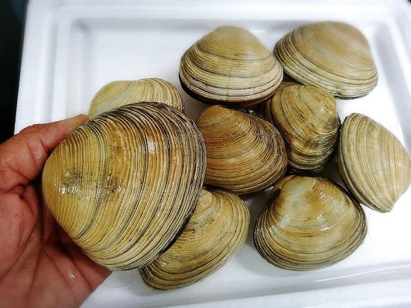 殻付きバフンウニ・大アサリ・仙鳳趾殻付き牡蠣・ボイル剥きシャコ・カナダ産オマール揃います 殻付きバフンウニ・大アサリ・仙鳳趾殻付き牡蠣・ボイル剥きシャコ・カナダ産オマール揃います