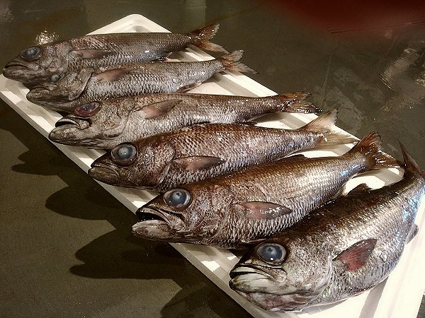 北海道新サンマ!脂の天然ブリ入荷!館山産直釣り黒クロムツ、浜〆アナゴ開き、紅富士マス揃います 北海道新サンマ!脂の天然ブリ入荷!館山産直釣り黒クロムツ、浜〆アナゴ開き、紅富士マス揃います