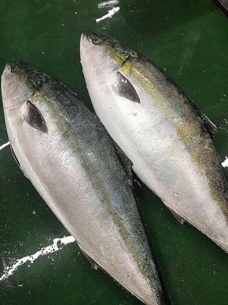 北海道新サンマ!脂の天然ブリ入荷!館山産直釣り黒クロムツ、浜〆アナゴ開き、紅富士マス揃います 北海道新サンマ!脂の天然ブリ入荷!館山産直釣り黒クロムツ、浜〆アナゴ開き、紅富士マス揃います