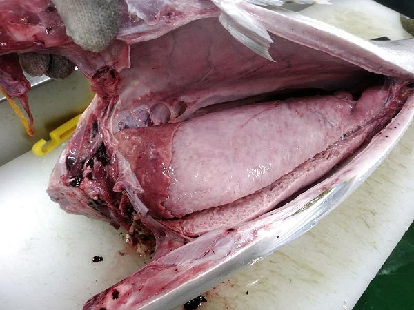 北海道新サンマ!脂の天然ブリ入荷!館山産直釣り黒クロムツ、浜〆アナゴ開き、紅富士マス揃います 北海道新サンマ!脂の天然ブリ入荷!館山産直釣り黒クロムツ、浜〆アナゴ開き、紅富士マス揃います