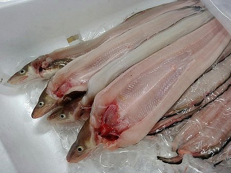 北海道新サンマ!脂の天然ブリ入荷!館山産直釣り黒クロムツ、浜〆アナゴ開き、紅富士マス揃います 北海道新サンマ!脂の天然ブリ入荷!館山産直釣り黒クロムツ、浜〆アナゴ開き、紅富士マス揃います