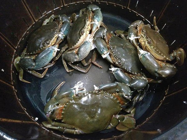 北海道厚岸仙鳳趾の殻付き生牡蠣、浜名湖クマエビ、浜名湖ドウマン、ガザミ揃います 北海道厚岸仙鳳趾の殻付き生牡蠣、浜名湖クマエビ、浜名湖ドウマン、ガザミ揃います