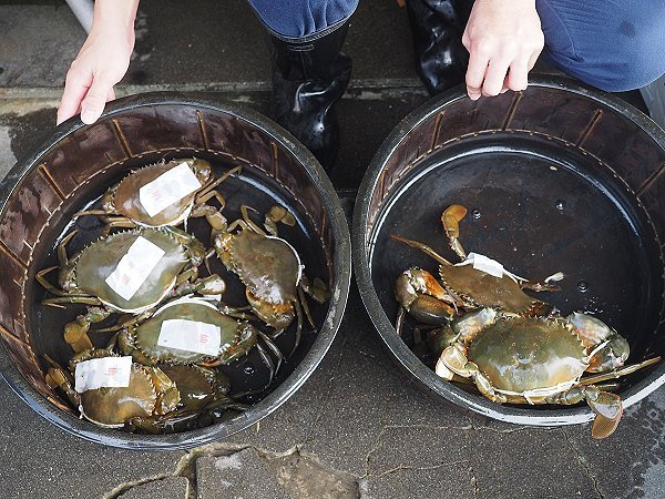 浜名湖雄踏市場に浜名湖ドウマンのオス・メス揚っています! 浜名湖雄踏市場に浜名湖ドウマンのオス・メス揚っています!