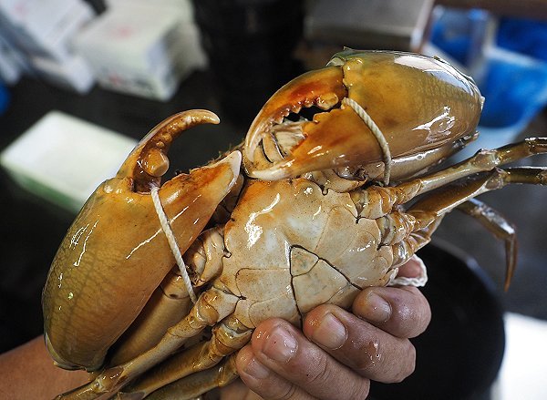 浜名湖雄踏市場に浜名湖ドウマンのオス・メス揚っています! 浜名湖雄踏市場に浜名湖ドウマンのオス・メス揚っています!