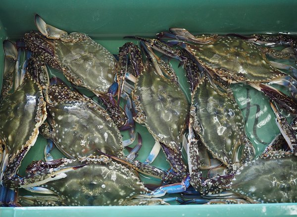 浜名湖鷲津市場のガザミ・タイワンガザミ増える、活マゴチ、セイゴ、ヒラメ揃います 浜名湖鷲津市場のガザミ・タイワンガザミ増える、活マゴチ、セイゴ、ヒラメ揃います