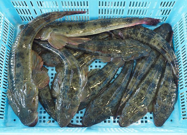 浜名湖鷲津市場のガザミ・タイワンガザミ増える、活マゴチ、セイゴ、ヒラメ揃います 浜名湖鷲津市場のガザミ・タイワンガザミ増える、活マゴチ、セイゴ、ヒラメ揃います