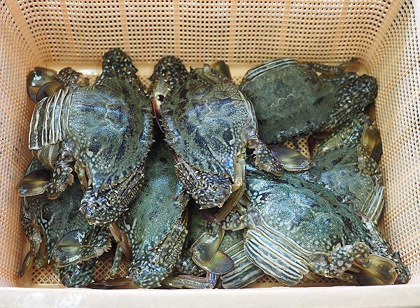 浜名湖鷲津市場のガザミ・タイワンガザミ増える、活マゴチ、セイゴ、ヒラメ揃います 浜名湖鷲津市場のガザミ・タイワンガザミ増える、活マゴチ、セイゴ、ヒラメ揃います