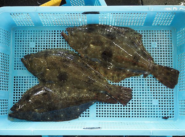 浜名湖鷲津市場のガザミ・タイワンガザミ増える、活マゴチ、セイゴ、ヒラメ揃います 浜名湖鷲津市場のガザミ・タイワンガザミ増える、活マゴチ、セイゴ、ヒラメ揃います