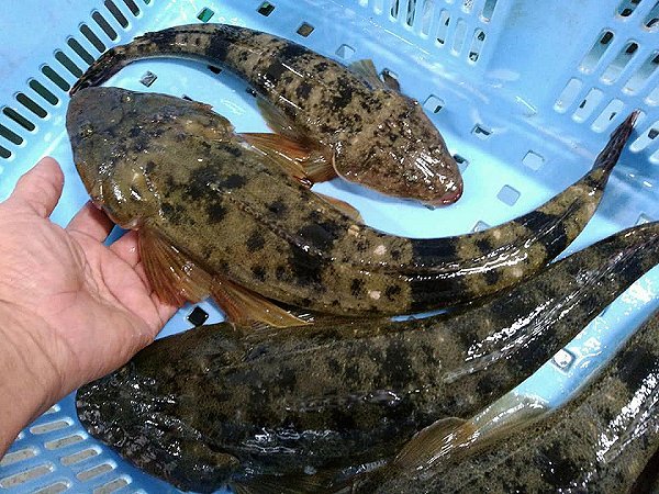 活ハモ神経抜き・北海道ブリはじまりました、浜名湖活マゴチ、ドウマン豊漁、浜名湖アサリ揃います。 活ハモ神経抜き・北海道ブリはじまりました、浜名湖活マゴチ、ドウマン豊漁、浜名湖アサリ揃います。