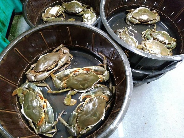 活ハモ神経抜き・北海道ブリはじまりました、浜名湖活マゴチ、ドウマン豊漁、浜名湖アサリ揃います。 活ハモ神経抜き・北海道ブリはじまりました、浜名湖活マゴチ、ドウマン豊漁、浜名湖アサリ揃います。