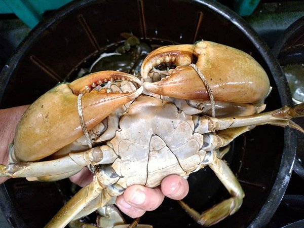 活ハモ神経抜き・北海道ブリはじまりました、浜名湖活マゴチ、ドウマン豊漁、浜名湖アサリ揃います。 活ハモ神経抜き・北海道ブリはじまりました、浜名湖活マゴチ、ドウマン豊漁、浜名湖アサリ揃います。