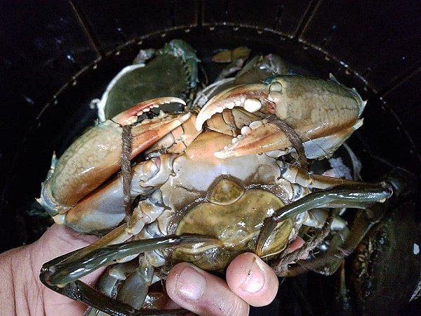 活ハモ神経抜き・北海道ブリはじまりました、浜名湖活マゴチ、ドウマン豊漁、浜名湖アサリ揃います。 活ハモ神経抜き・北海道ブリはじまりました、浜名湖活マゴチ、ドウマン豊漁、浜名湖アサリ揃います。